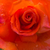 Narancssárga - Teahibrid rózsa - Monica®